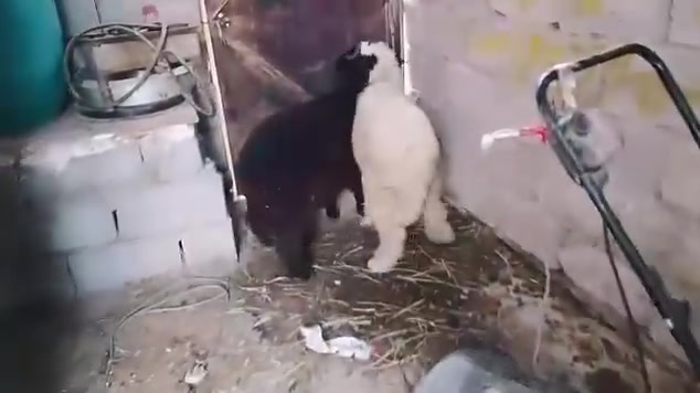 طليان • فحل • الحسينيه العطيشي