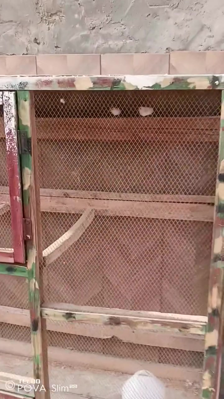 قفص • زوج فناجس • بغداد