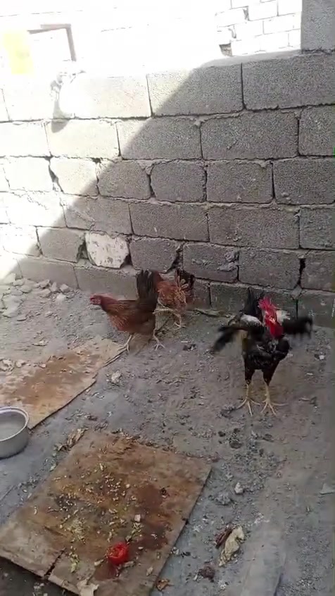 متاح دجاج عرب كويتي 3 دجاجت وديج ابو ركيبه 75 مكاني بغداد سبع قصور
للتواصل ***********

