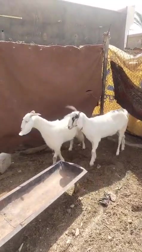 حديثة حقلانية • مواصفات كاملة • توصيل