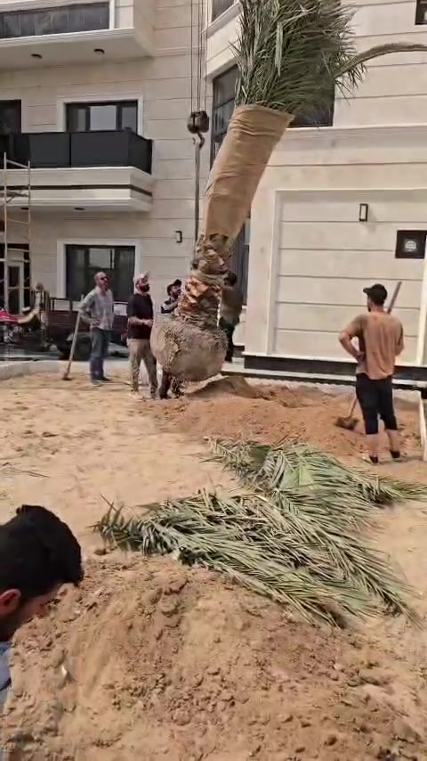 زراعة • البرحي • أبي الخصيب