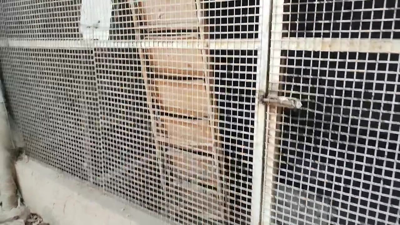 سلام عليكم
متاح حديد وجينكو
الجينكو ٦ متر عدد ٧ الثقيل
حديد شخاط حوالي ٦ الثقيل
حديد مربع ثقيل حوالي ٧ او ٨
بي ارسي الثقيل حوالي ٨ او ١٠
الشراي يجي يشوف بعينه
*********** واتساب
