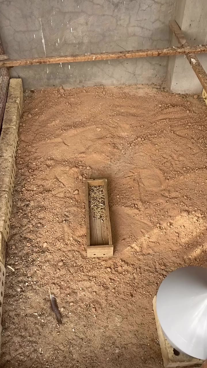 ديك • ٦ أشهر • بغداد