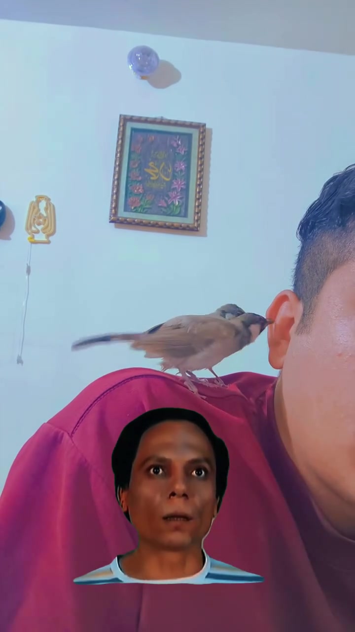 بسبب الوعود  الكاذبه 
بلابل للبيع هنه او قفصهن او بدون قفص  *********** للاستفسار  واتساب
الكرمه
