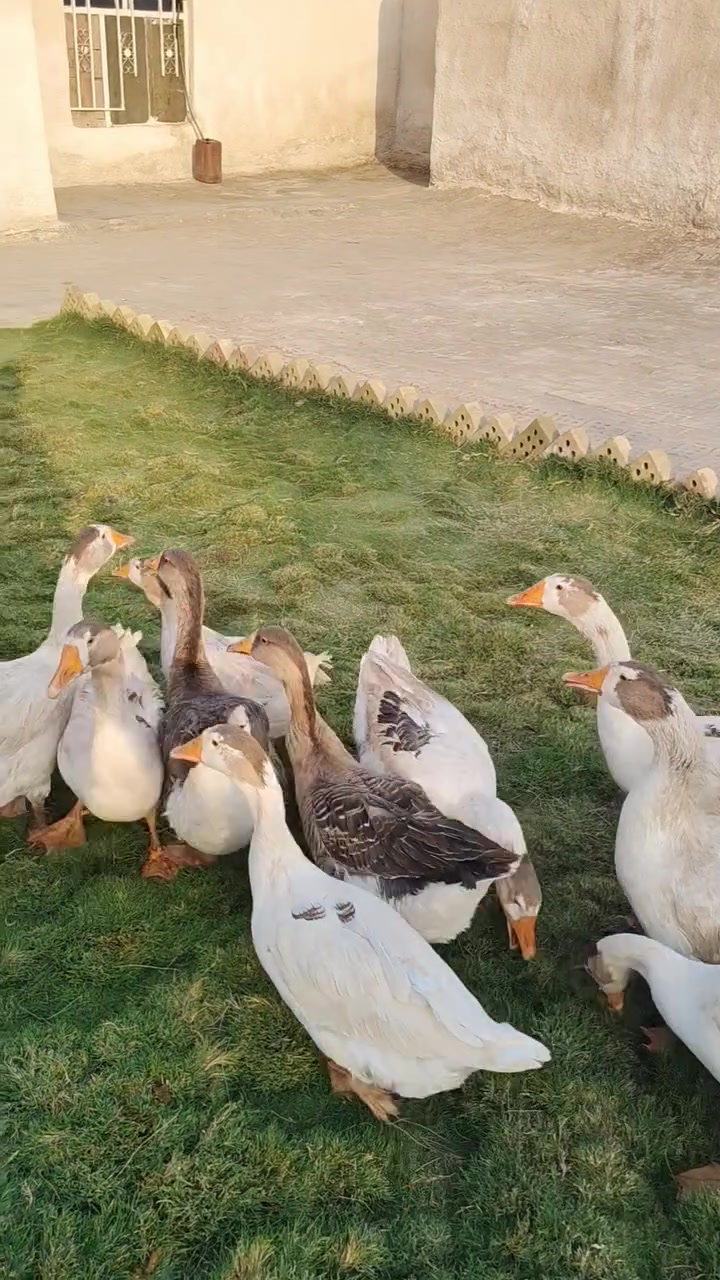 بطوط • العدد ٢٠ • بنزين خانه عكيل
