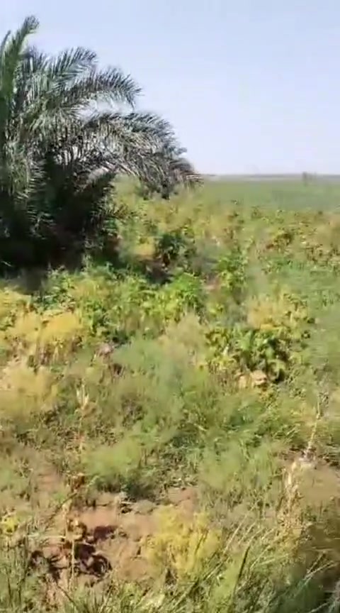 سلام عليكم عندي دوانم البيع بل مزبانيه عدد الدوانم 3 عقد 117 التصال عله رقم بي واساب وتصال ***********
