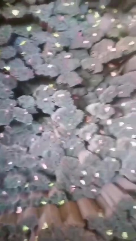 شيش روهينا سوبر 3 مسحات واصل بغداد 558 $*********** تصل بضاعه خلال ٧٢ ساعه
