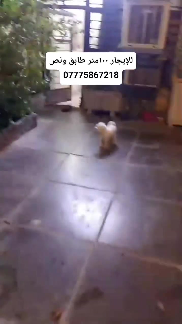 للإيجار ١٠٠متر طابق ونص كولشي واضح بالتصوير  الخطيب الزراعي شارع الحشد إيجار ٤٠٠قفل استفسار ***********واتساب موجود
