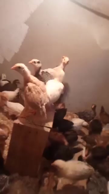 افراخ عرب • عمر شهر • لقاحات كاملة