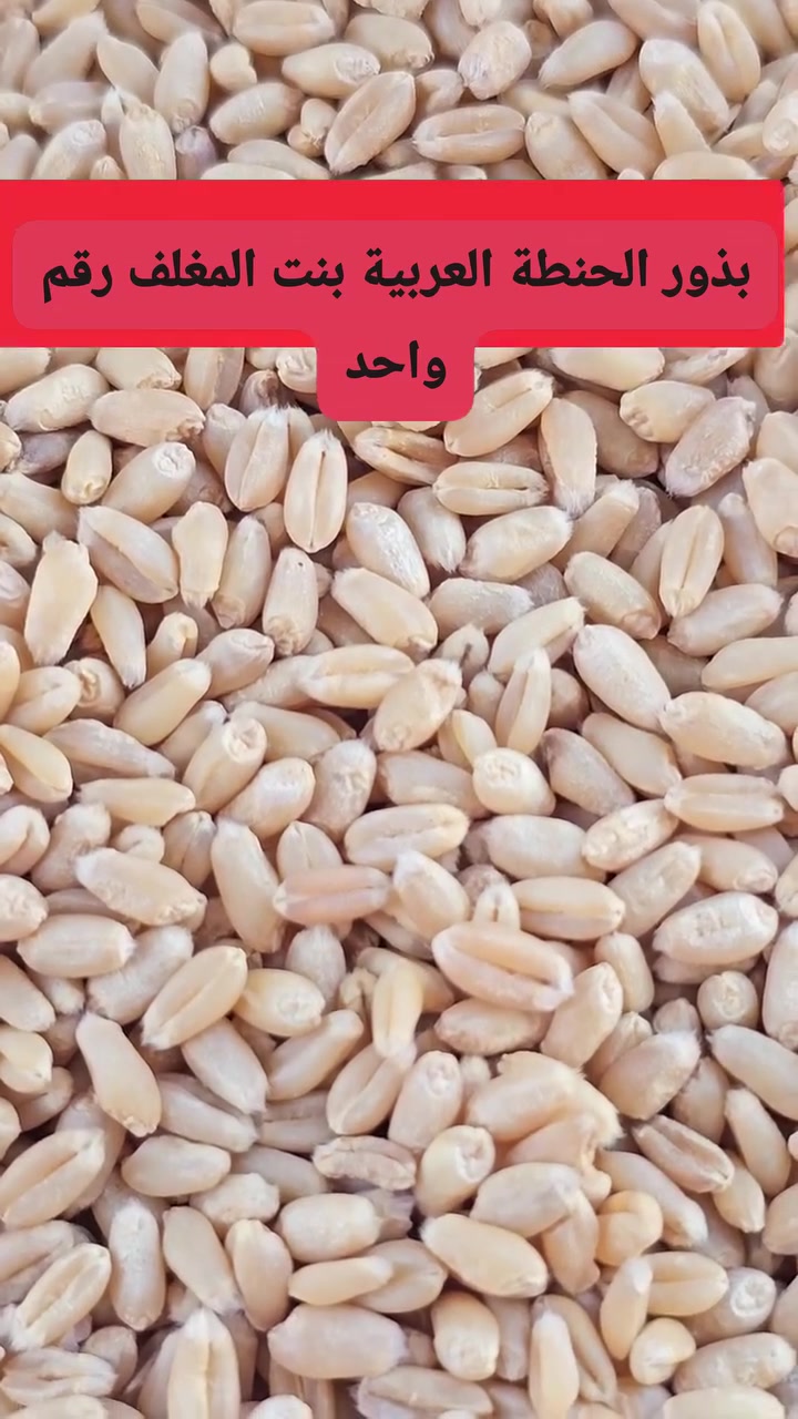 بذور حنطة • بنت المغلف • كركوك