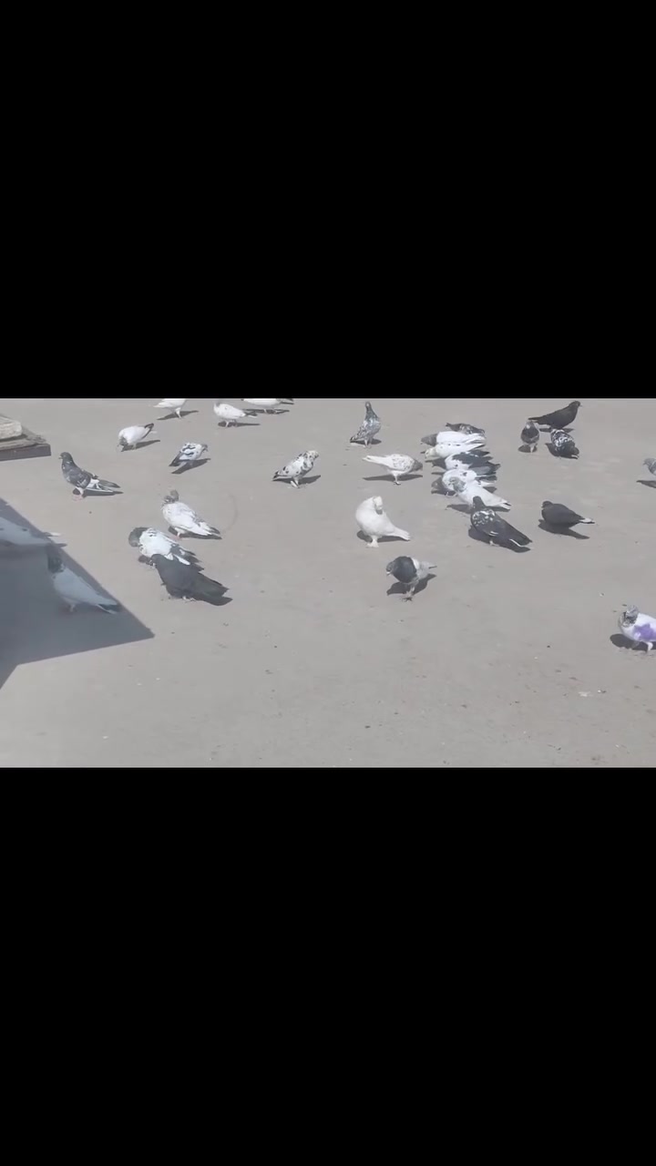 حمامه • شلغ • تلعفر