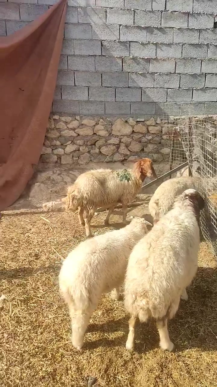 زوج نعاج • مطافيل • مكفوله