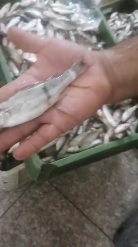 طازة • نضيفه • الناصرية سومر