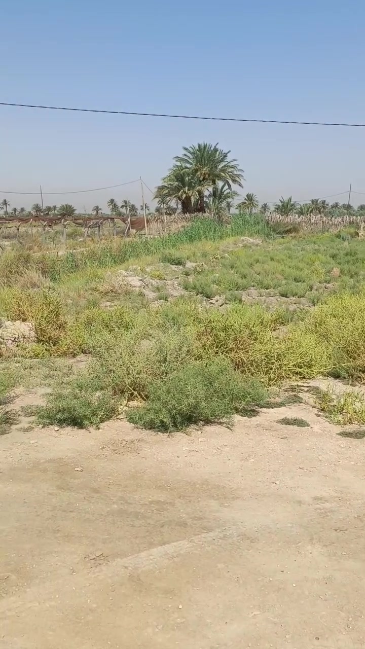 🌿 للبيع دونم أرض مميز في كربلاء – شط الله 🌿  
📍 الموقع: شارع المعمل قرب مضخة المياه شارع البو سيد ناصر   يبعد عن الشارع طويريج كيلوين ويبعد عن الشارع العام 400 متر واجهه 50
🧾 سند رسمي "25 قرار محكمة"  
🚿 خدمات كاملة: ماء، كهرباء، تبليط قابل للتنفيذ  
🏡 صالح للسكن والزراعة، وبالقرب نهر جاري مثالي للري والزراعة  
💰 السعر المطلوب: 80 مليون دينار عراقي – قابل للتفاوض

فرصة ممتازة للاستثمار أو السكن في موقع هادئ ومخدوم بالكامل  
📞 للتواصل: ***********
