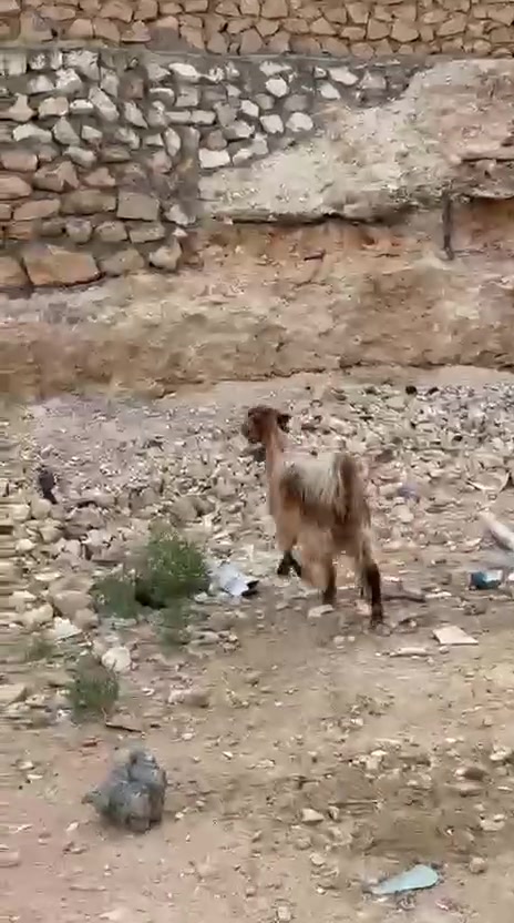 بطن حانيه • شهرين • حديثه الحقلانيه