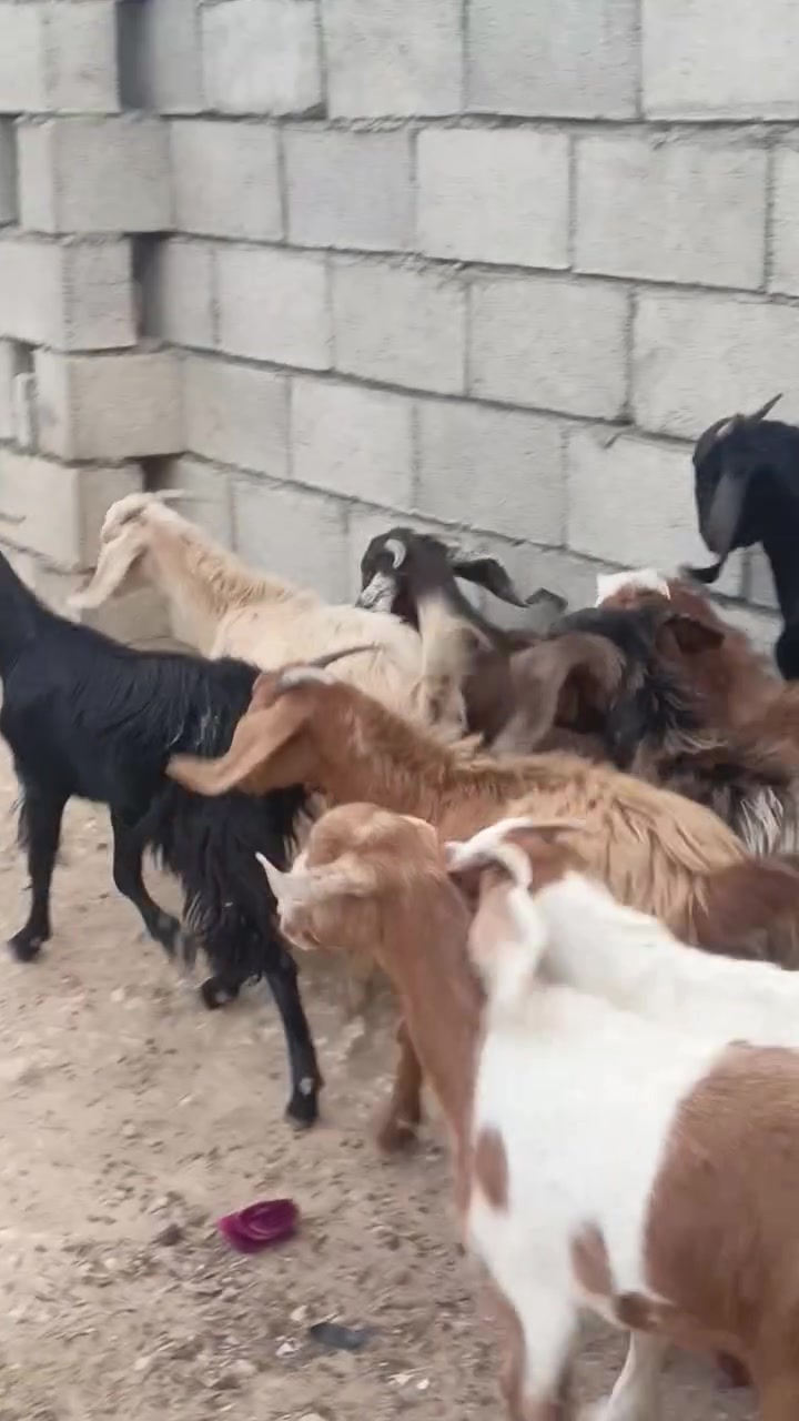 جذعات • ١٥ جذعه • للبيع
