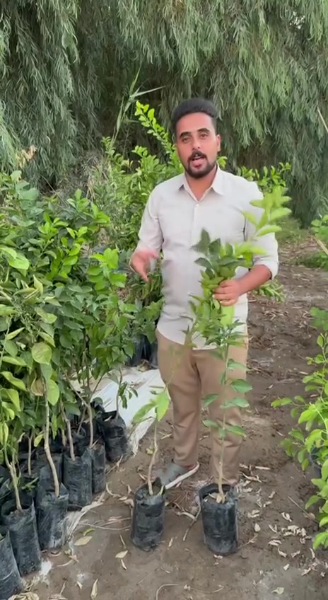 🍊عرض مميز على أشجار الحمضيات المطعمه🍊
♥️ 5 شتلات درجه اولى ب25 الف فقط وتوصيل مجاني
🌱 إذا تريد تزرع بحديقتك أو بيتك أو مزرعتك، وفرنالك مجموعة من أفضل أشجار الحمضيات وبسعر مميز جداً 
♥️ 💥 العرض: 5 شتلات بـ 25 ألف دينار فقط 💥❤️ 
🚚 والتوصيل مجاناً
🍊 الأنواع المتوفرة:
🌿 برتقال
🌿 لالنكي
🌿 رارنج 
🌿نومي حامض 
🌿 برتقال صيني شهري
__________________________________________________
✅ شتلات زراعية جاهزة للزراعة
✅ مناسبة للحدائق والمزارع
✅ أسعار مناسبة
✅ إمكانية تجهيز كميات حسب الطلب جمله 
📍 العنوان: النجف – ناحية الحرية
📞 للحجز والاستفسار:
***********
🌱🍊 ازرع اليوم… وتمتع بخيرها مستقبلاً 🍊🌱
🔥 لا تفوّت العرض — احجز شتلاتك الآن 🔥
