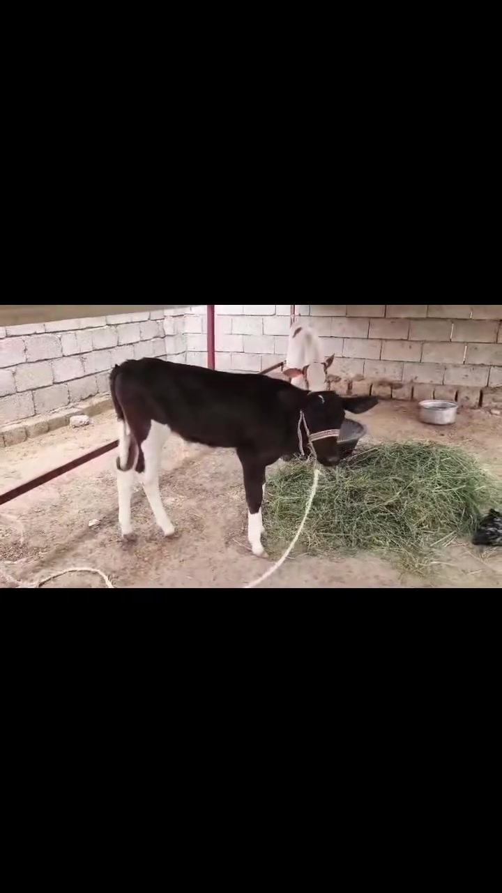 جوز • ٤ أشهر • الشرقاط الخضرانيه
