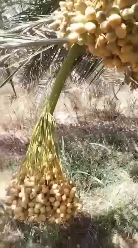 فسائل برحي نسيجي للبيع سعر الفسيله٢٥٠وبيهادمجال***********
