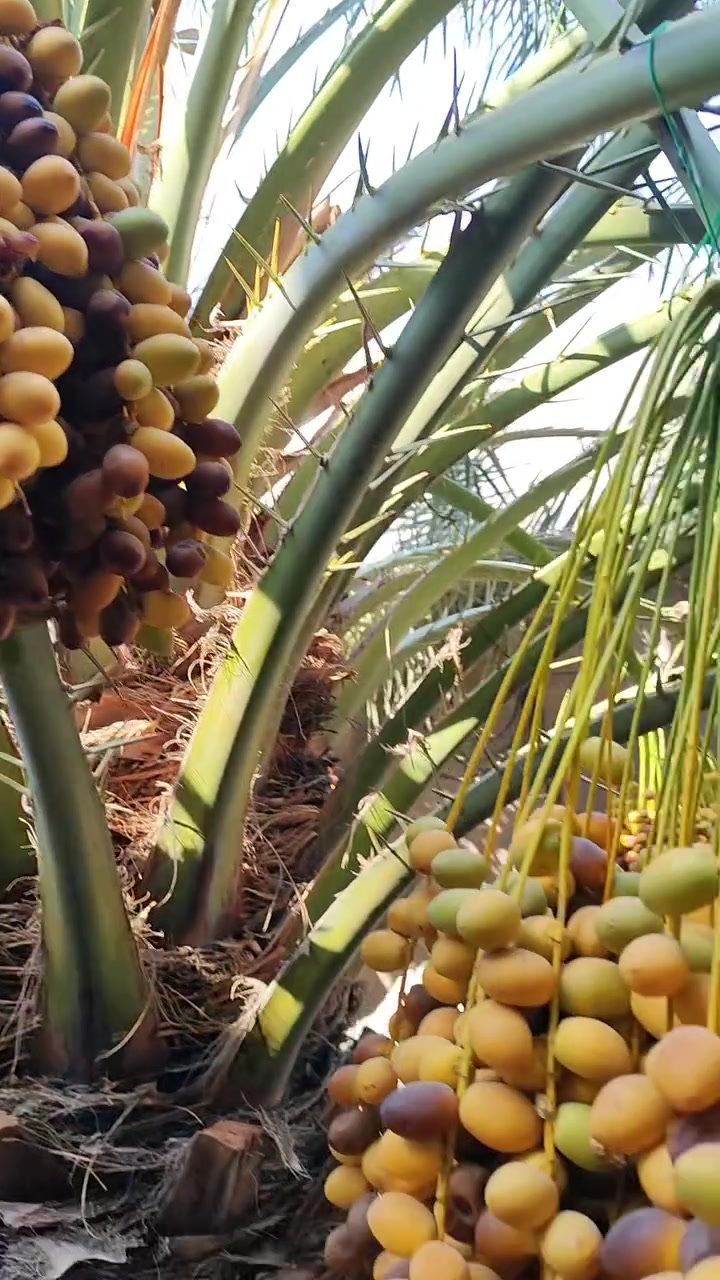 سلام عليكم 

تمر بحي ابيع نخله كامله معلقه 

العدد إثنين تريدهن إثنين لو وحده مو مشكلة 

مكان البصرة شط العرب الجباسي 

للتواصل ***********
