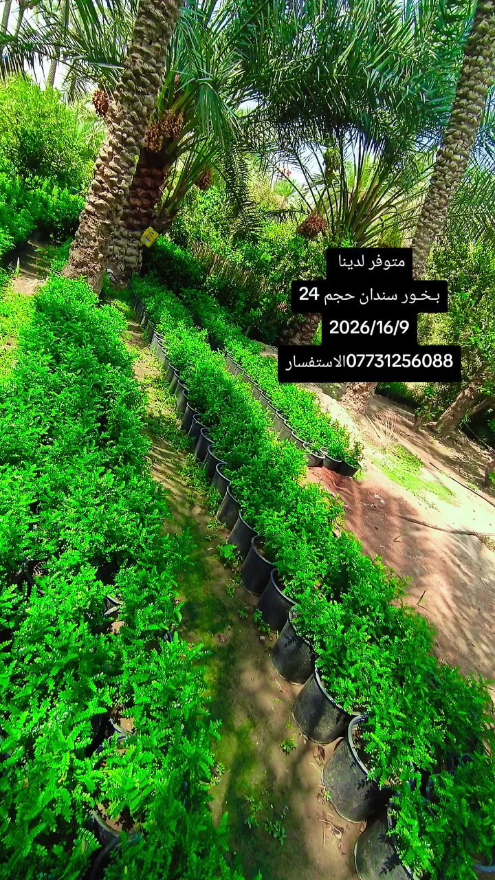 السلام عليكم. متوفر لدينا جميع أنواع الحمضيات ..عرض المزيد..1).🍊برتقال سندان حجم 24.
2). 🍋نومي حامض سندان حجم 24.
3).سندي سندان حجم 24.
4).كرنفوت سندان حجم 24.
5) لالنكي سندان حجم 24+كيس متوفر 
6.) نارنج سندان حجم 24.+متوفر كيس
✴️    🎋   🎋  ✴️      🎋   🎋      ✴️ 
7)🍀.كاريزيا سندان حجم 19.
8).🎍كالمتوز عامودي سوري سندان حجم 19+متوفر كيس. 
9).🎋جهنميه قزميه سندان حجم 24.
10).🌿بـخـور سندان حجم24. 
10).🌳سدر تفاحي سندان حجم 30.
11). 🌹جميع أنواع الورد متوفر سندان حجم 17.
12).🌱ددونـيـا  كـيـس
13).🍀البيزيا كيس

⛔**ملاحظة**⛔
(جميع أصناف الحمضيات على أصل نارنج)) 

(📲.....📞)
الاستفسار عبر الاتصال مع وجود الواتساب. 
1).***********📞
2).***********📞

نص مكتوب في الصور:
- متوفر لدينا
- سندي حمال حجم 24
- 2026/19/9
- ***********
- متوفر لدينا جهنميه القزميه سندان 2026/16/9 ***********الاستفسار
- متوفر لدينا برتقال حجم 24 2026/16/9 *********** الاستفسار
- كالمتوز عامودي سوري كيس مع ذلك
- متوفر سندان حجم 19
- 2026/16/9
- *********** الاستفسار
