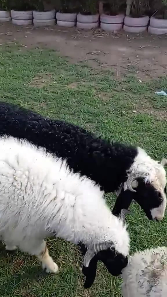 طليان • كربلاء الحسينية