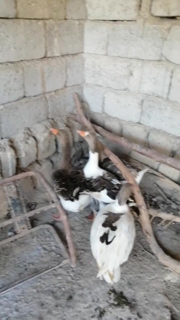٤ غازات • للبيع • اسديره عليا