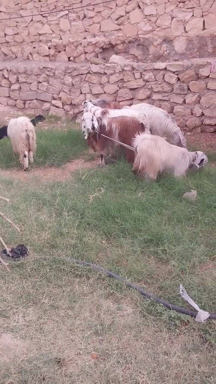 ٦ معزه • توصيل • حديثه