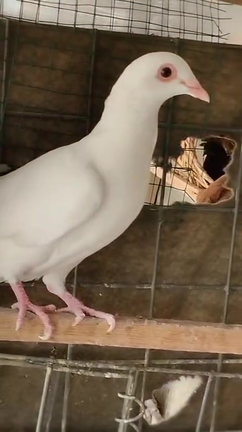 زواجل أبيض • ٤ أزواج • محاويل