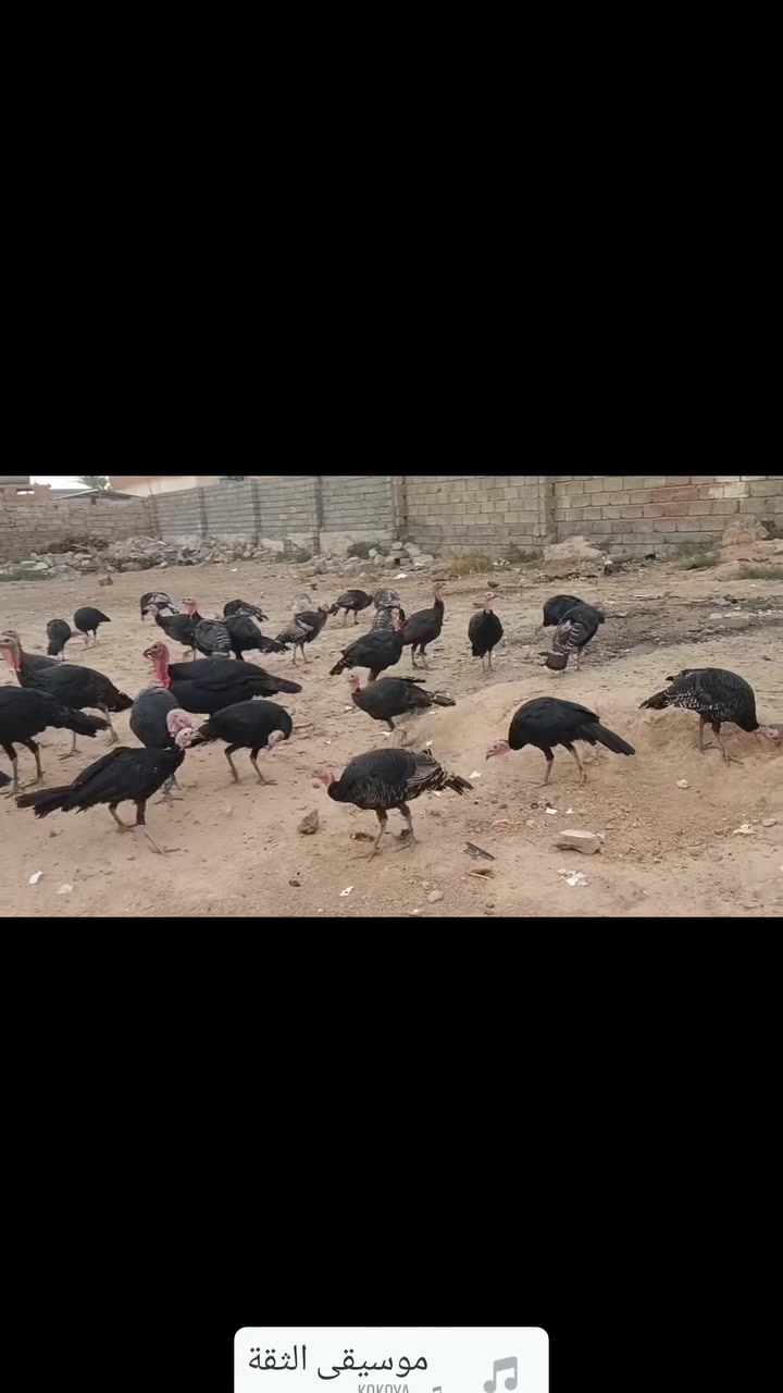 شيشي ٣٤ • ديوك ١٠ • فراريج ٢٤