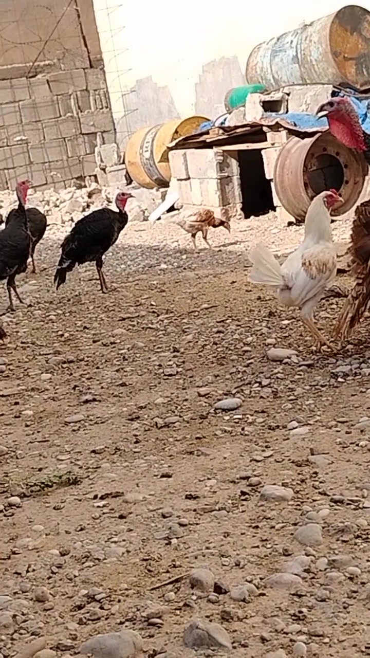 ٤ فحل • نتيّة • ٤.٢٥ كرام
