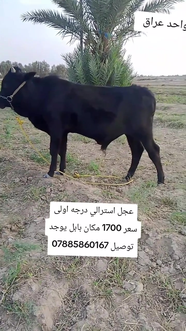 بابل • عجل فريزي • اصلي
