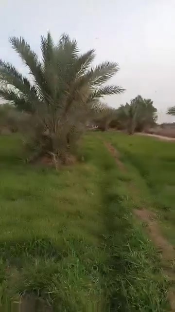 كربلاء المقدسة • أرض زراعية • ٢٥دونم