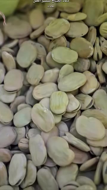 برسيم • باقلاء • أسعار مناسبة