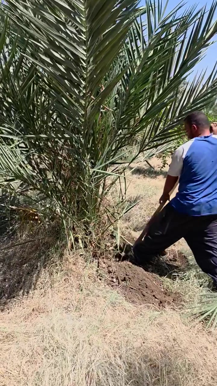 السلام عليكم متابعينا الكرام 🌴

بتاريخ 23-8-2026 باشرنا بقلع فسائل نخيل "المجهول" 
الى الاخوة من محافظة ديالى - قضاء مندلي

الله يباركلهم بيها ويجعلها خير وبركة

مشتل سلام الشمري 
العنوان: واسط - قضاء الصويرة - مجاور محطة وقود ديار شمر
للطلب والاستفسار: 
***********
***********
