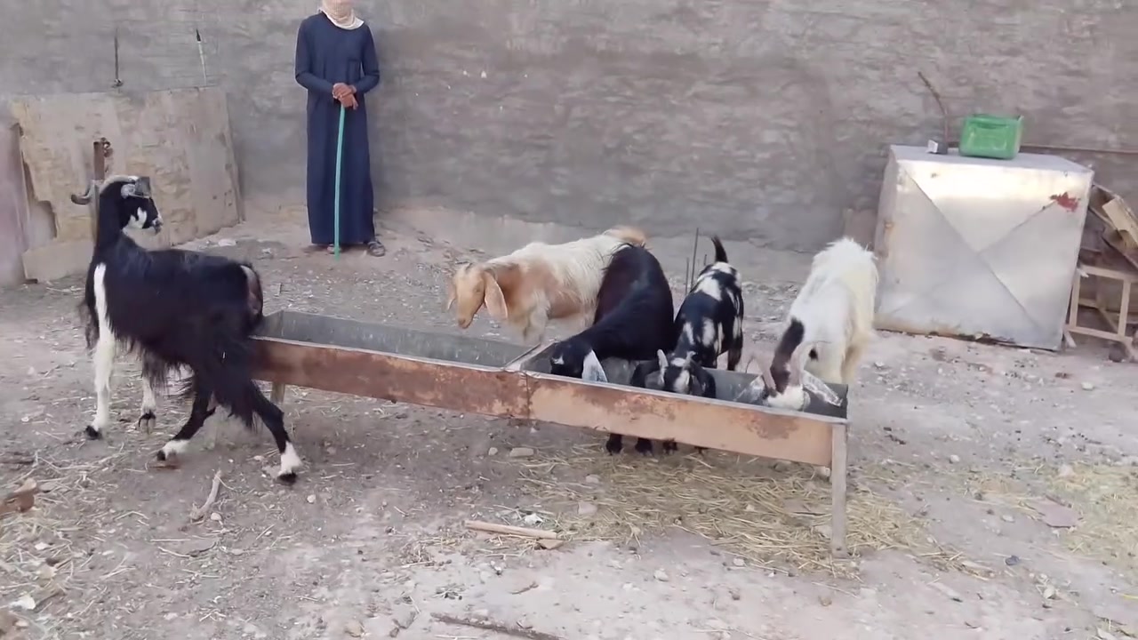 بسم الله ♥تبارك الرحمن 

اخوتي 5 معزه لجب حلابات 🥛

معزه كلهن ماخذات فحل عابرات شهرين بكلام صاحبها 

........... ما اتعهد بعشار تفحص النفسسسسك........ 

معزه خشان وسن وشطر كلها اول بطن بس وحده ثاني 

مكان حديثه ويوجد توصيل داخل محافضه الانبار 

للاستفسار الاتصال برقم *********** يوجد واتسساب....
