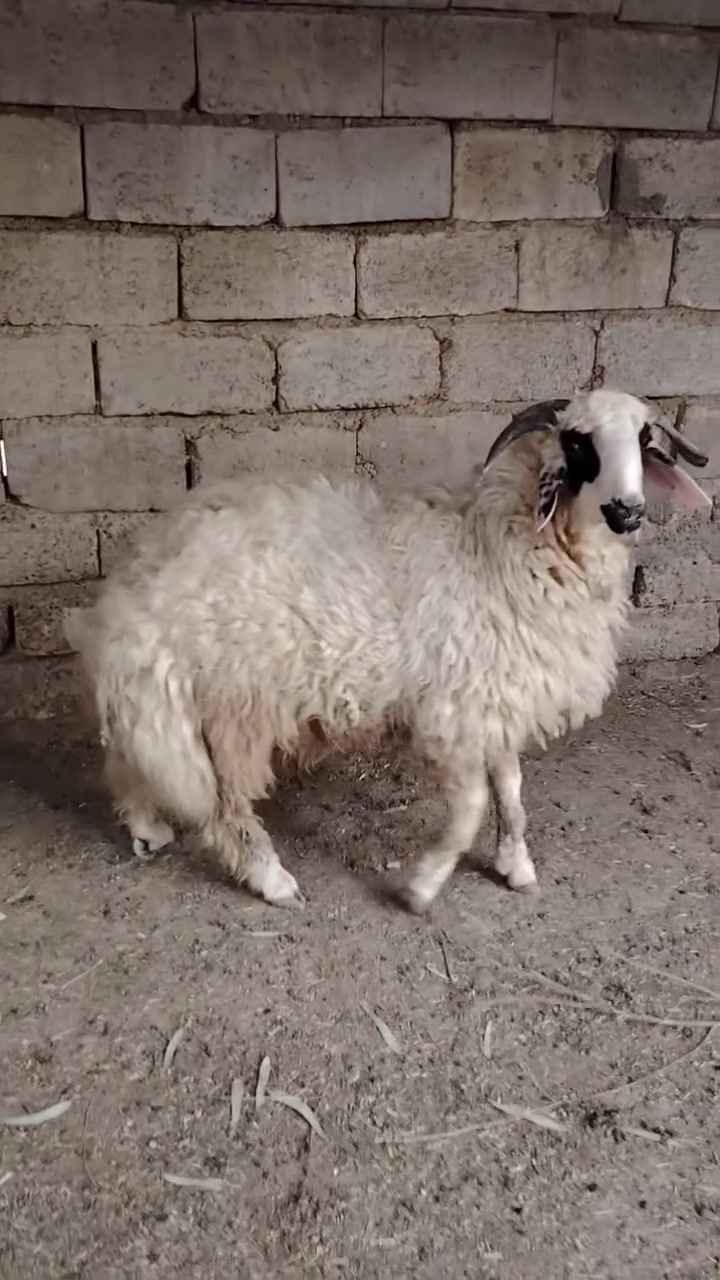 طلي جبير • العلم