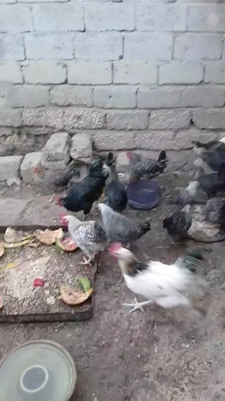 فيومي واتاكه • خبط • جاهزات