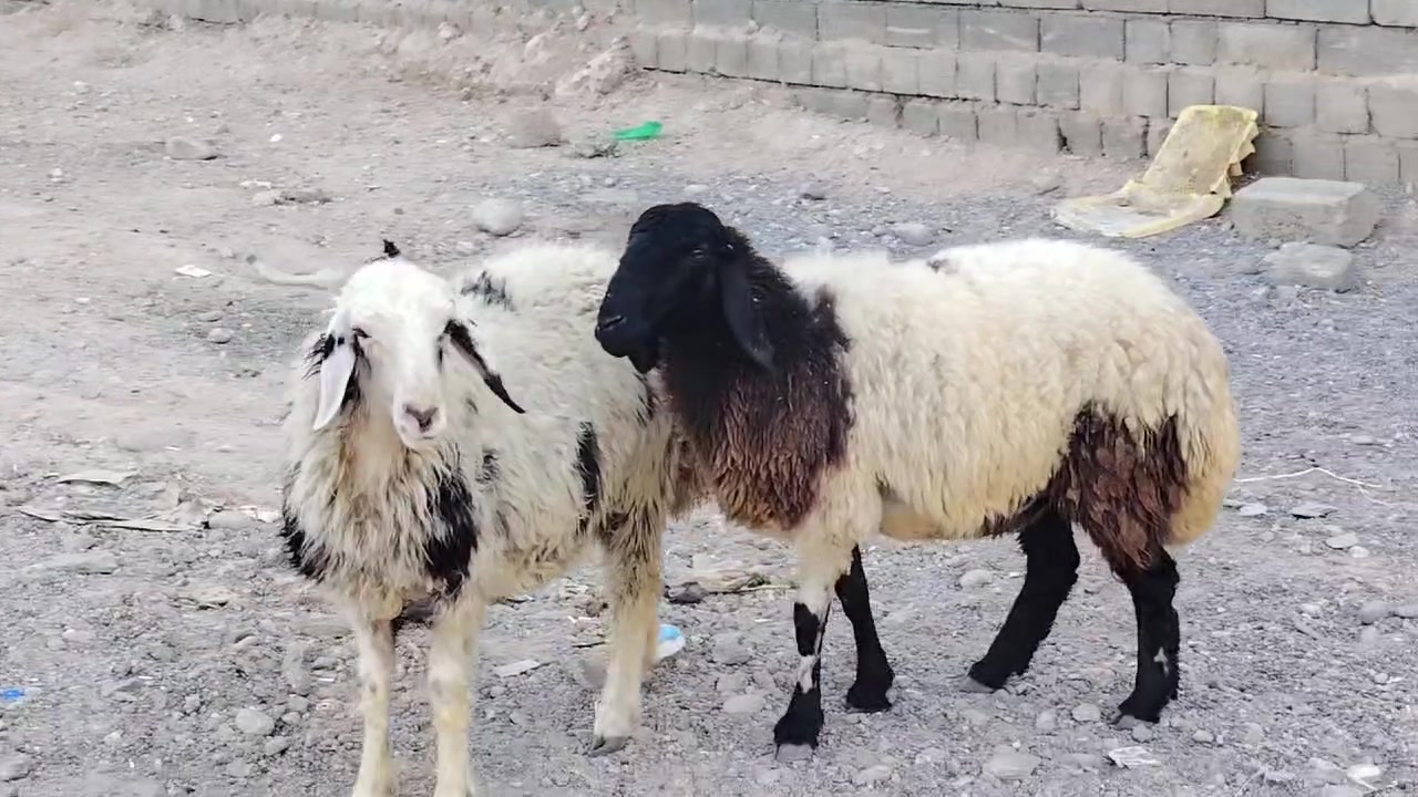 سلام عليكم يوجد وراجين العدد 2 محنيات للبيع مكاني صلاح الدين بيجي قرية المزرعة للاستفسار للاتصال على الرقم *********** يوجد خدمه توصيل حسب الاتفاق
