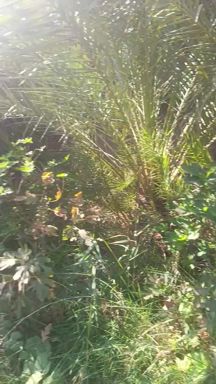 بسم الله الرحمن الرحيم 
يتوفر مجهول بكل الحجام 125 الف كذلك
 يتوفر فسائل بلگه سعر 50 الف فقط 
يتوفر  بريم.  سعر الفسيله 35  الف 
يتوفر ام البلاليز سعر الفسيله 75 الف
يتوفر مكتوم سعر الفسيله 50 الف
ملاحظه يوجد توصيل لجميع محافظات العراق للتواصل الاتصال او واتساب على الارقام الإتيه ***********//***********
