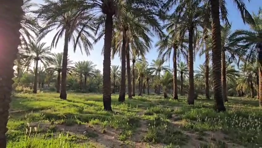 السلام عليكم بستان اللبيع المساحة دونم وربع سند 25 تحويل بأسم المشتري ماء سقي وماء اسأله وكهرباء المكان بغداد السياحي على السدة التبليط تبعد عن الشارع العام 300 متر  الاستفسار على الرقم ***********
