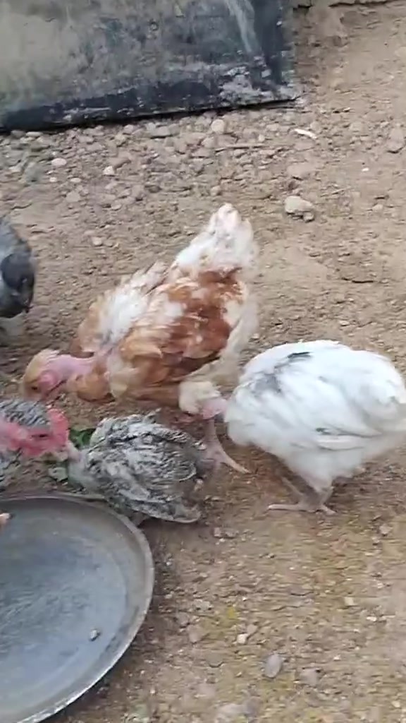 دجاج أبو الركيبة • ٣ أشهر • التاجي