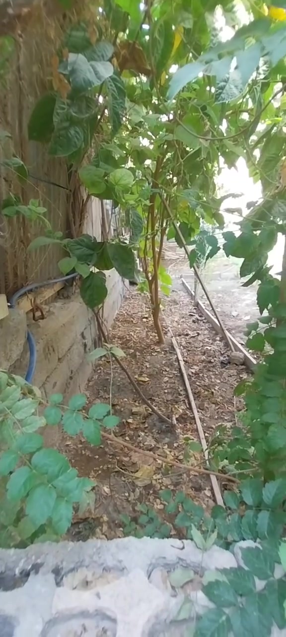 حي العباس • ٢٥٠م • واجهة ١١م