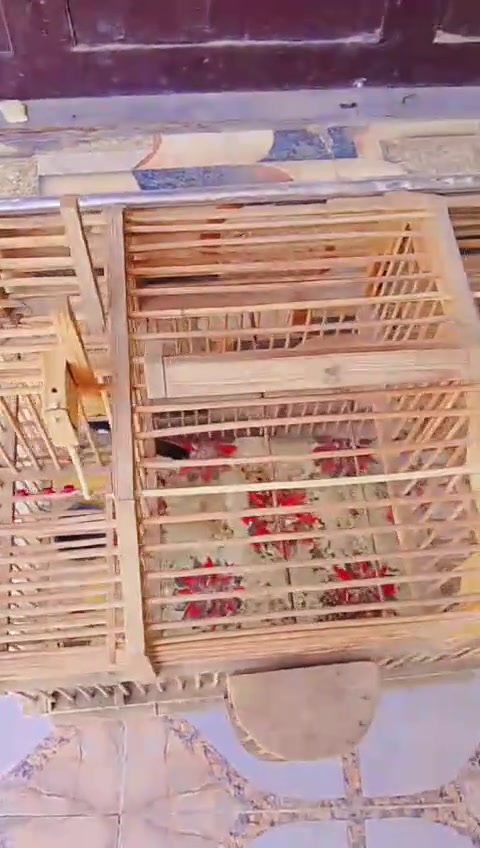 قفص صياد بيه 4 صيادات مفصله تفصال سعر 35 وبيه مجال للشراي (***********)
