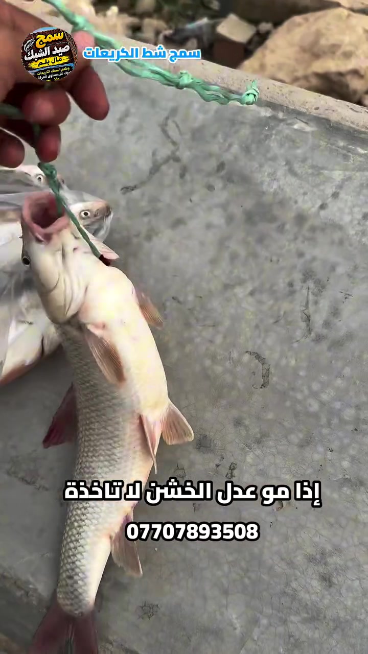 سمج • صيد اليوم • شط الكريعات