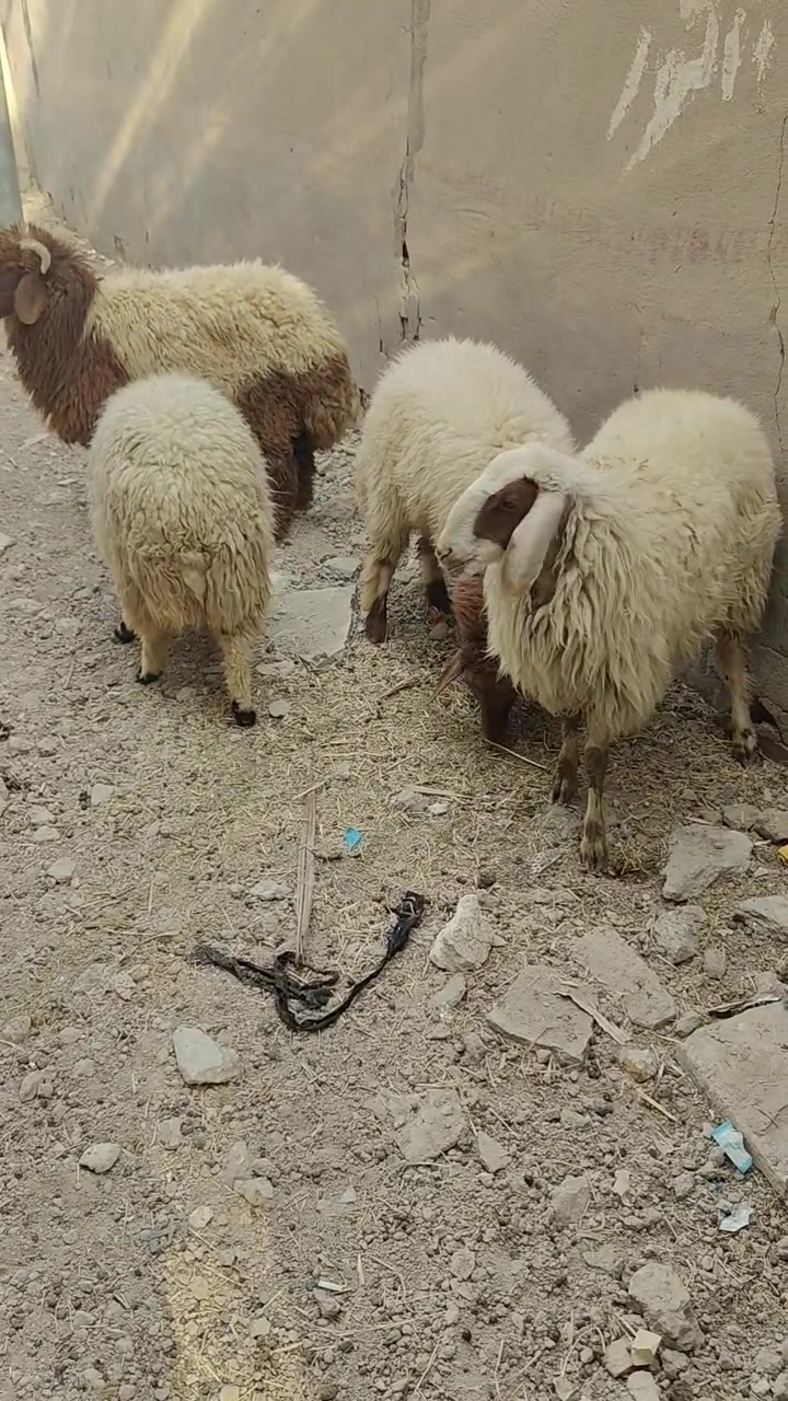 نعجات ٢ • مضاريع • ناصريه البطحه