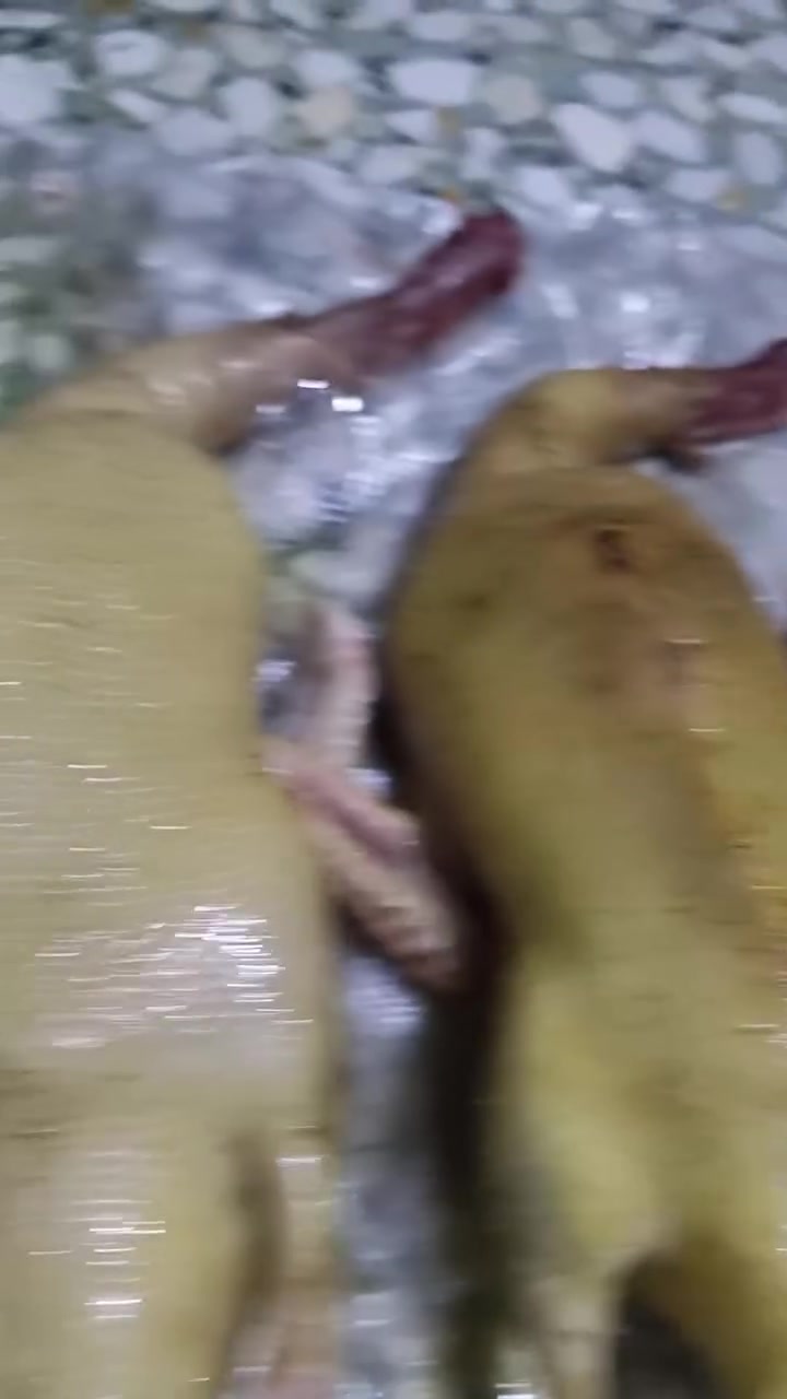 طيور خضيري • سوق ميسان • للبيع