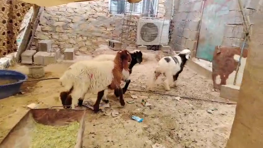 خرفان • ٣ راس • گصه حلوه