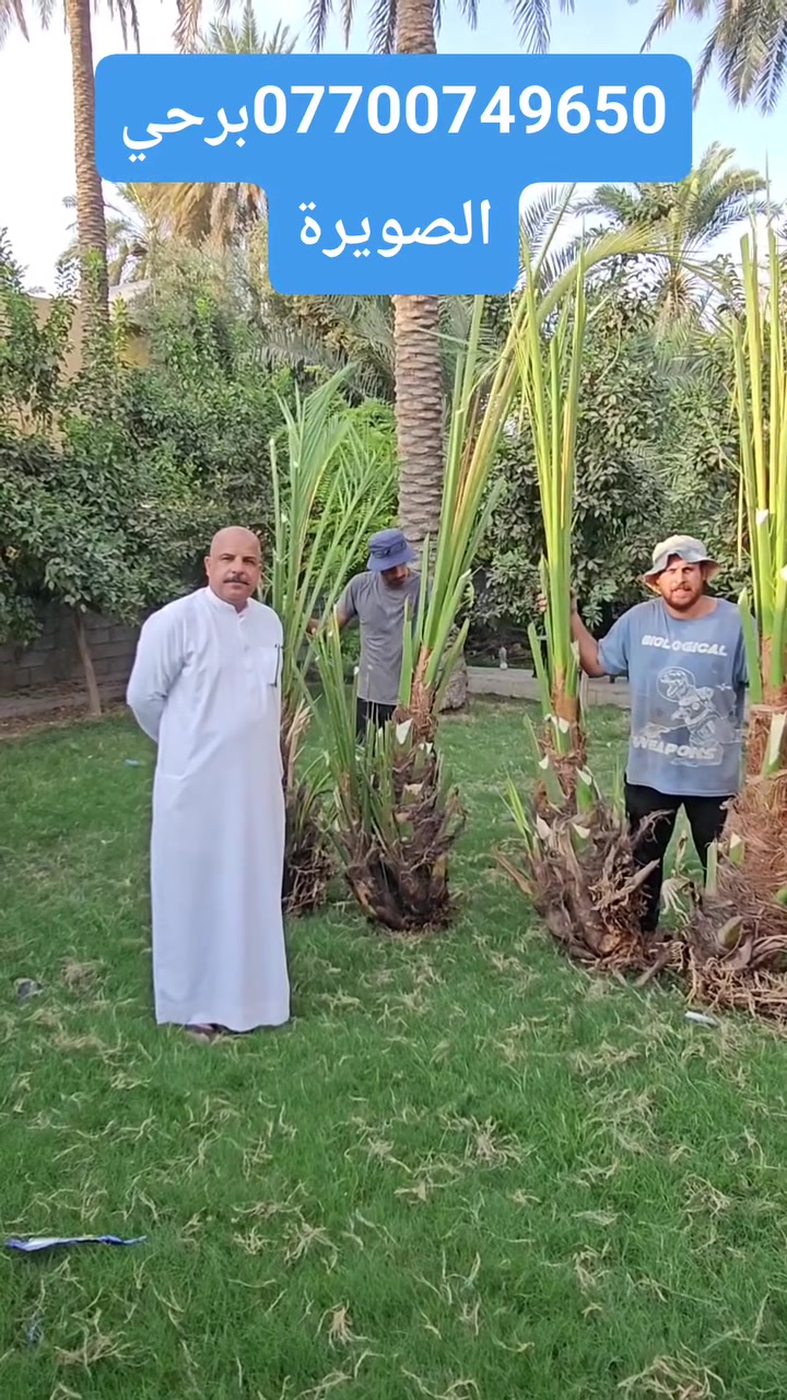 برحي • الصويرة