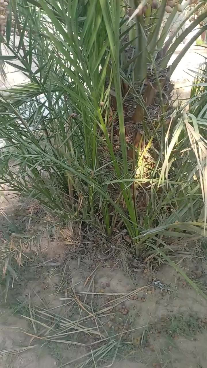 فسائل حساوي على ٢٥ شلع امام زبون تاكل منهه وتأخذ *********** البصره
